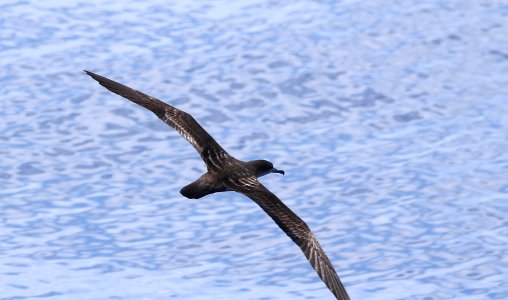 WEDGE-TAILED SHEARWATER (9-15-2017) kona pelagic trip, kona, hawai'i co, hawaii -20 dark morph