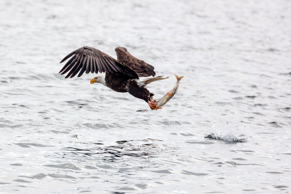 Bald Eagle fishing on Yellowstone Lake