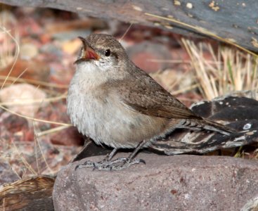 690 - ROCK WREN (3-21-11) 78 circulo montana, patagonia lake ranch estates, scc, az - (2)