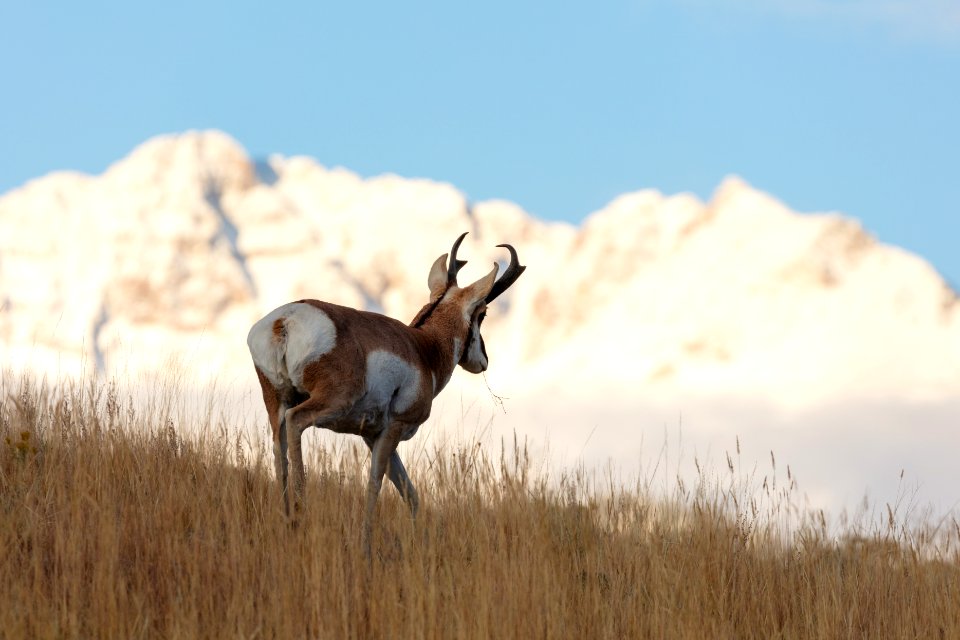 A pronghorn walks a ridgline as Electric Peak towers in the distance