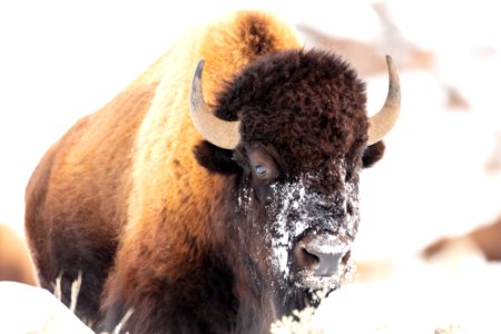 Bison face with snow after feeding