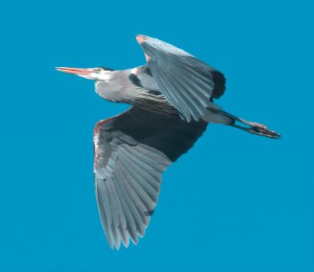 Great Blue Heron photo