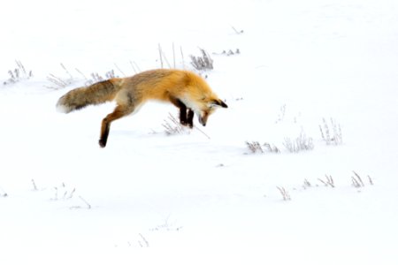 Hunting fox, Hayden Valley