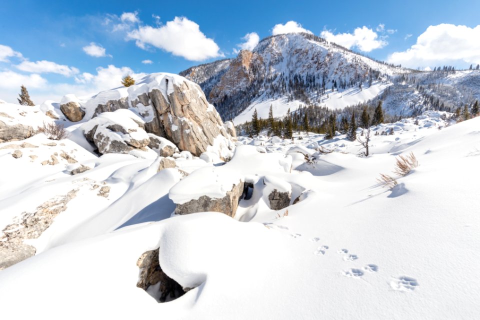 Coyote tracks in the Hoodoos