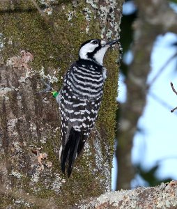 538 - RED-COCKADED WOODPECKER (10-31-2016) indian river, aleander state forest, rapides parish, la -04