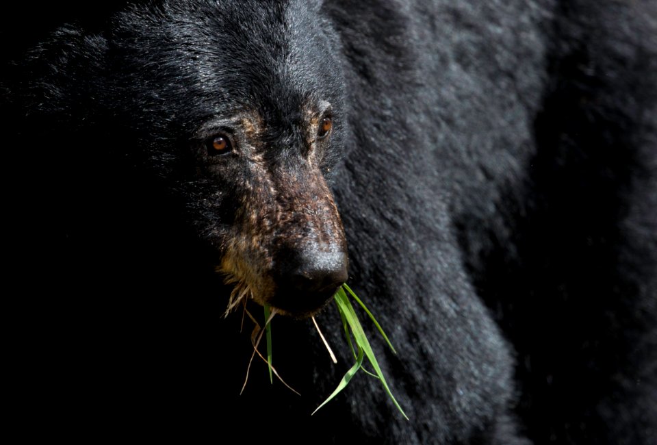 Black bear