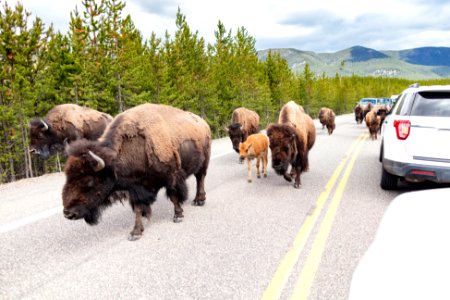 A group of bison walk down the road near Madison Junction photo