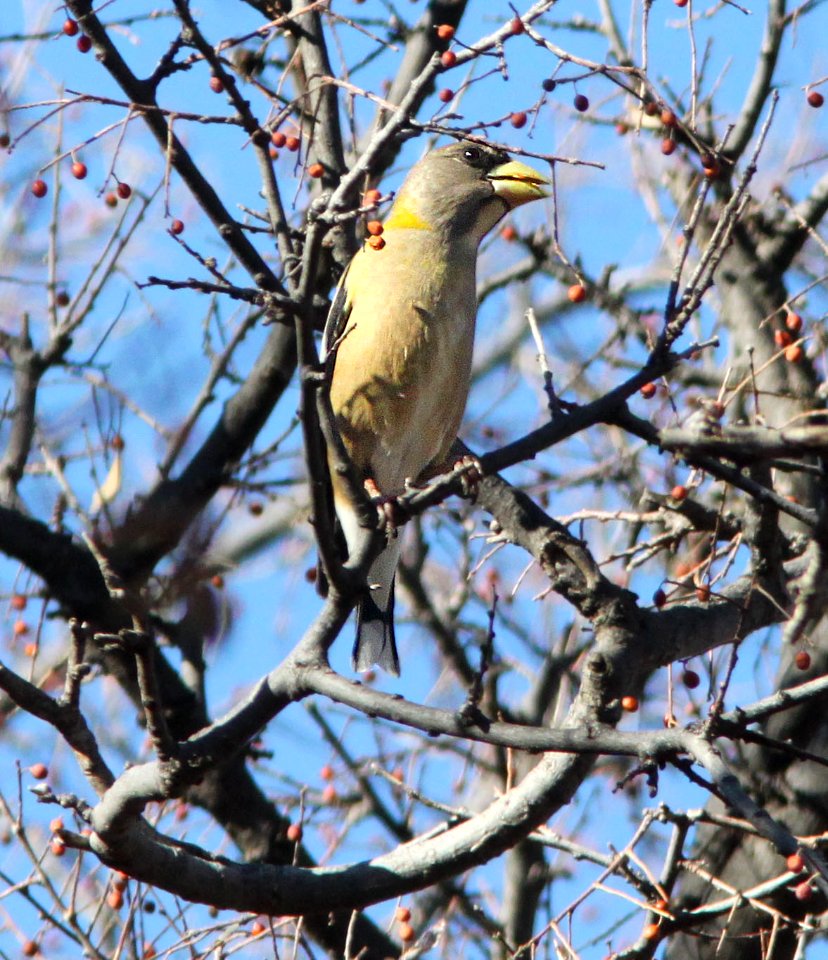 975 - EVENING GROSBEAK (1-9-13) santa gertrudis lane, tumacacori, scc, az  (5)