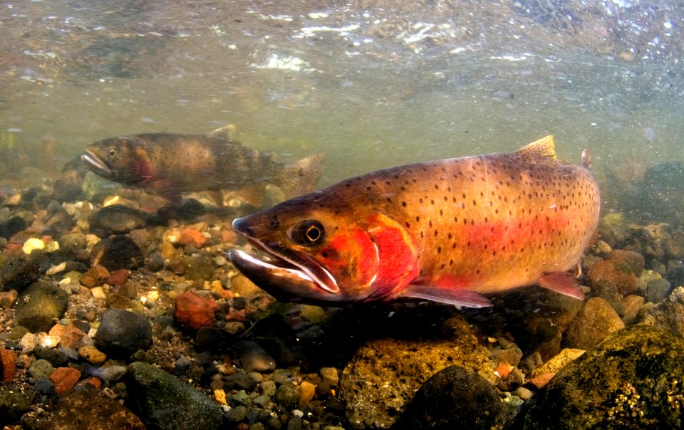 Spawning cutthroat trout