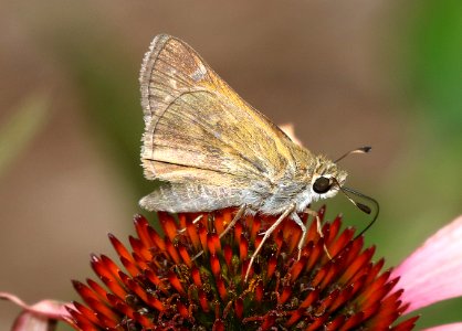 SACHEM (Atalopedes campestris) (6-18-2017) greensboro, guilford co, nc -05 photo