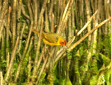 829 - MANGROVE YELLOW WARBLER (4-29-2019) port isabel, cameron co, tx -14 male