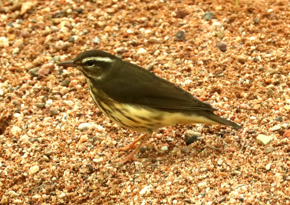 LOUISIANA WATERTHRUSH (9-10-2019) marker 6-7, san pedro river at san pedro house, cochise co, az -02 (1)