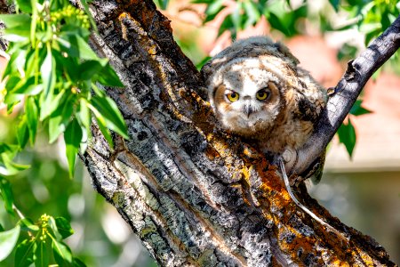 Fledged great horned owl chick resting in a tree