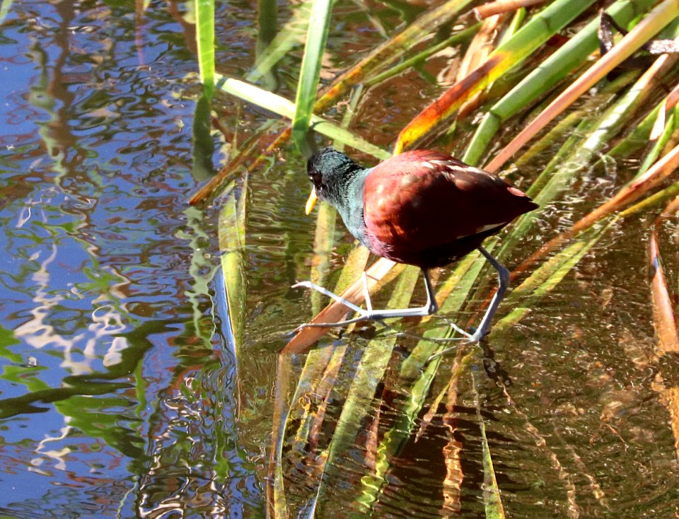 276 - NORTHERN JACANA (2-6-2021) santa cruz river at ina road, tucson, pima co, az -04