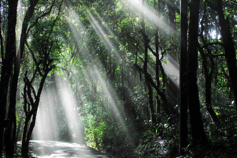 National-park forest trees