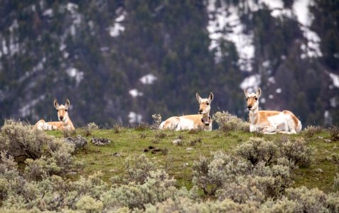 Pronghorn