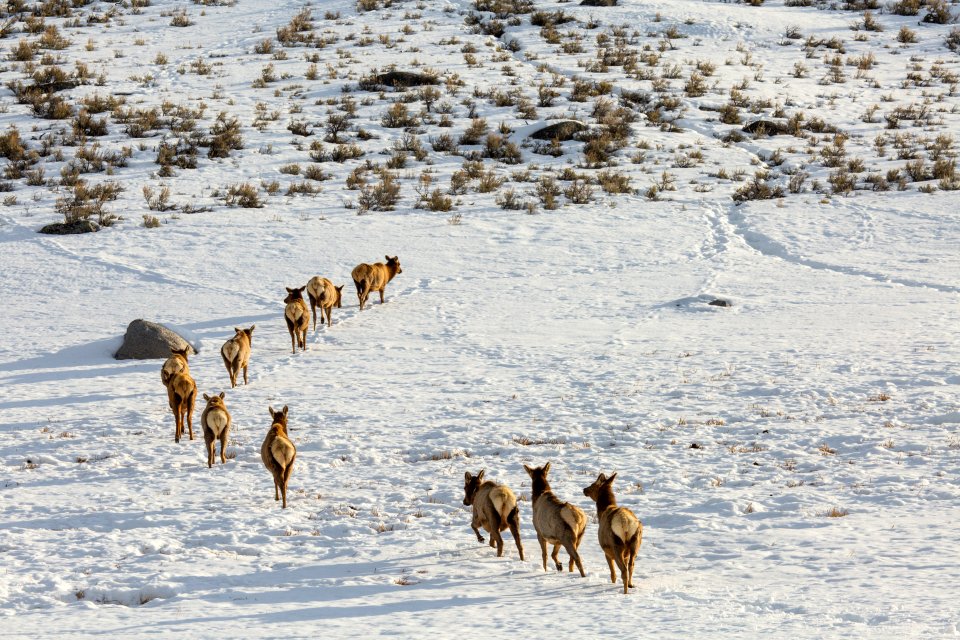 Elk on the move, Lamar Valley