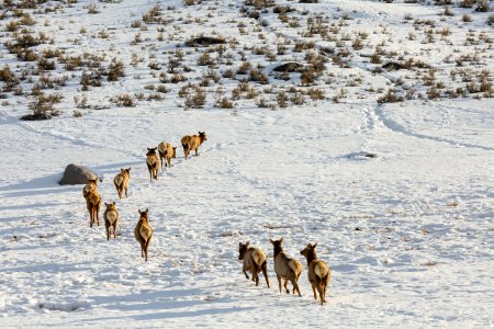 Elk on the move, Lamar Valley