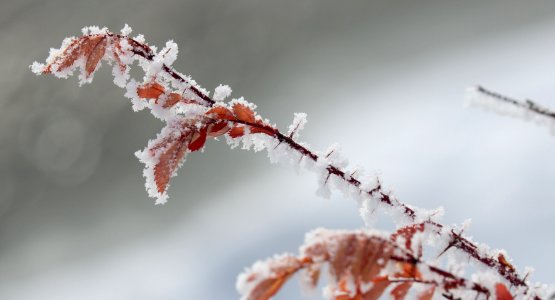 Wild rose with hoar frost photo