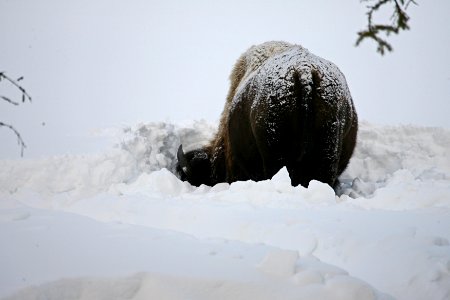 Bison grazing in deep snow photo