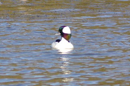 BUFFLEHEAD (11-27-07) male, oso-1