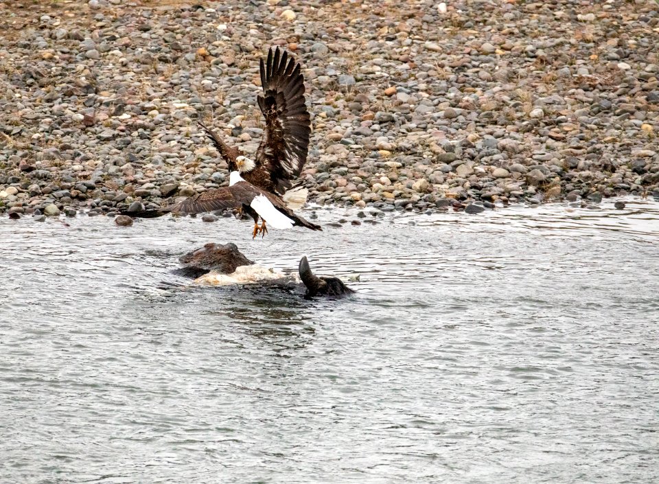 Two bald eagles fighting for bison carcass