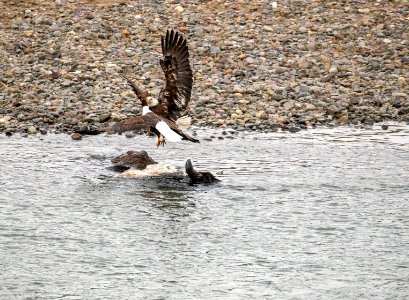 Two bald eagles fighting for bison carcass