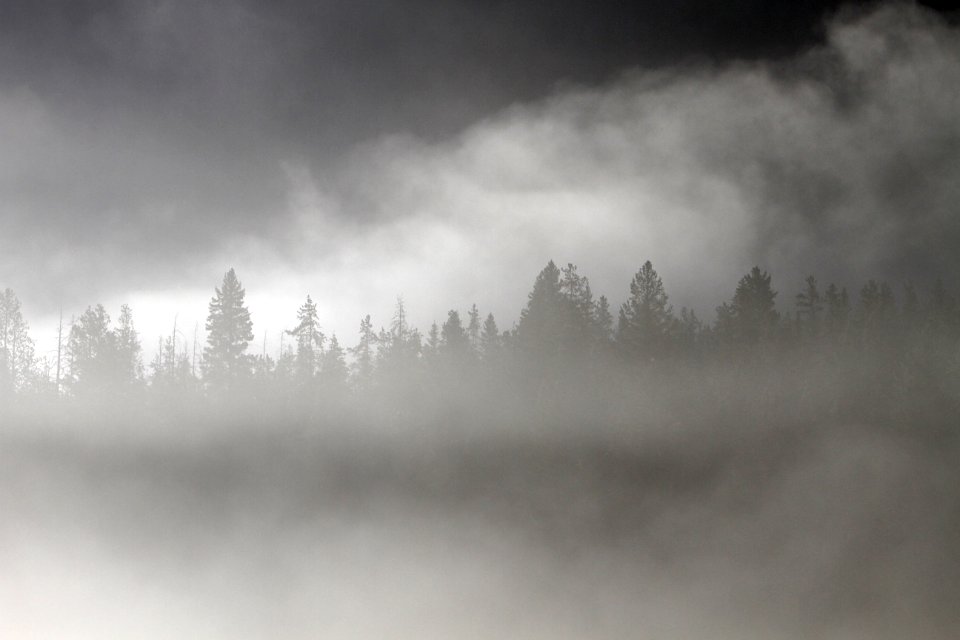 Fog at Pebble Creek
