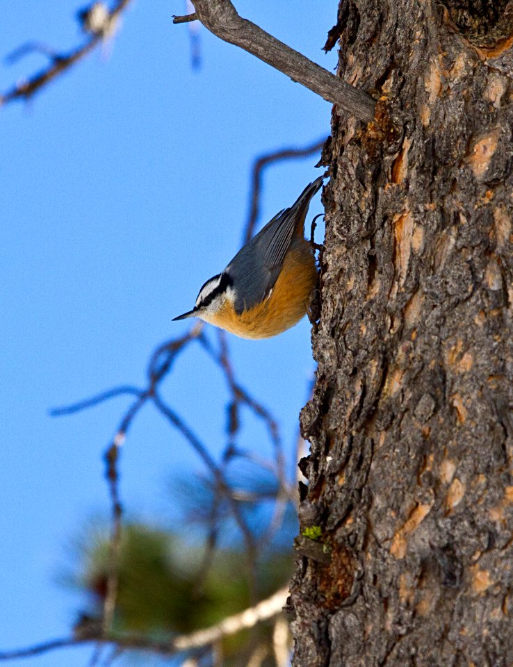 Red-breasted nuthatch