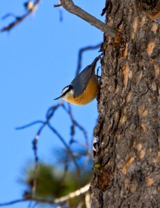 Red-breasted nuthatch