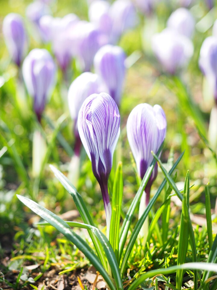 Bühen violet purple
