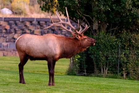A bull elk bugles in Arch Park at sunset