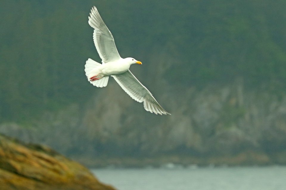 370 - GLAUCOUS-WINGED GULL (6-16-2019) northwest glacier tour, kenai fjords nat park, out of seward, ak -01