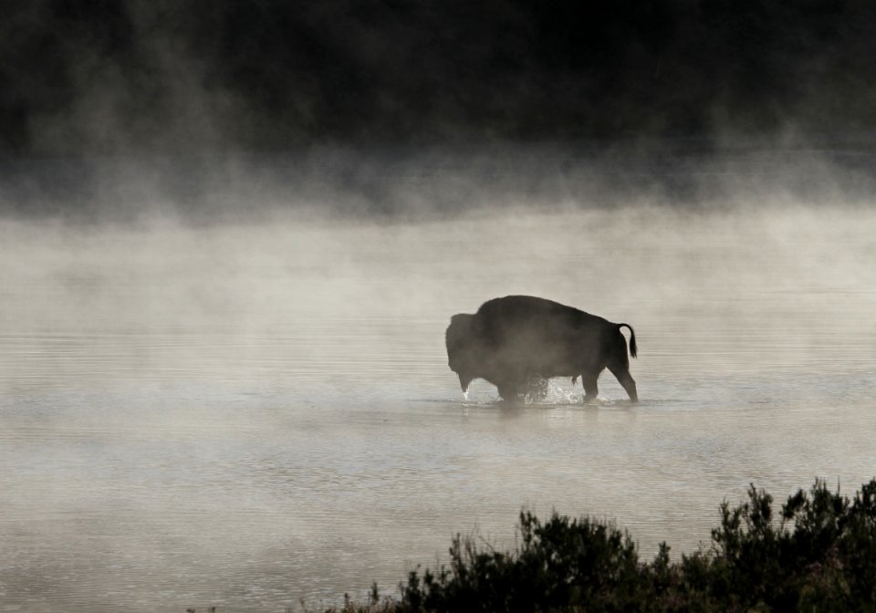 Bull bison in Yellowstone River