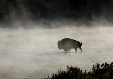 Bull bison in Yellowstone River