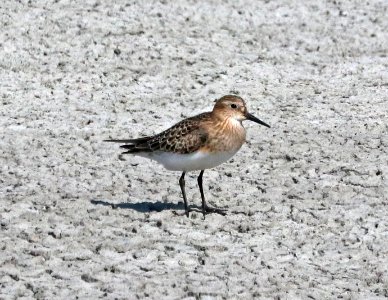 319 - BAIRD'S SANDPIPER (9-20-2020) wilcox lake, cochise co, az -01