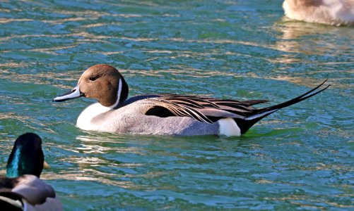 036 - NORTHERN PINTAIL(12-21-2017) santa maria, santa barbara co, ca (4)