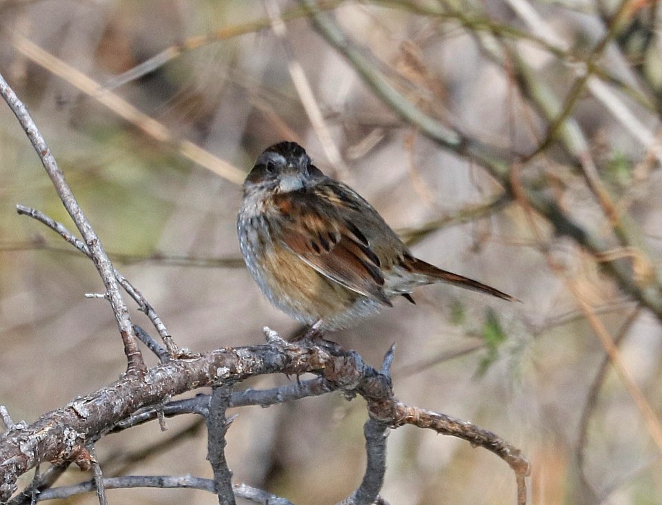 894 - SWAMP SPARROW (2-22-2017) patagonia lake, santa cruz co, az -01