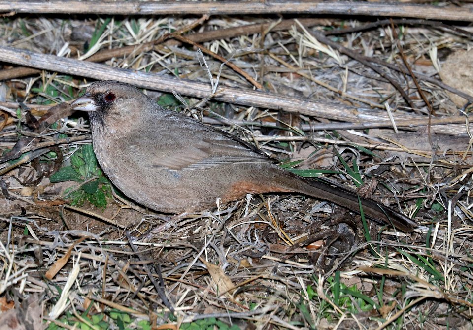 865 - ABERT'S TOWHEE (3-4-2017) patagonia lake, santa cruz co, az -01