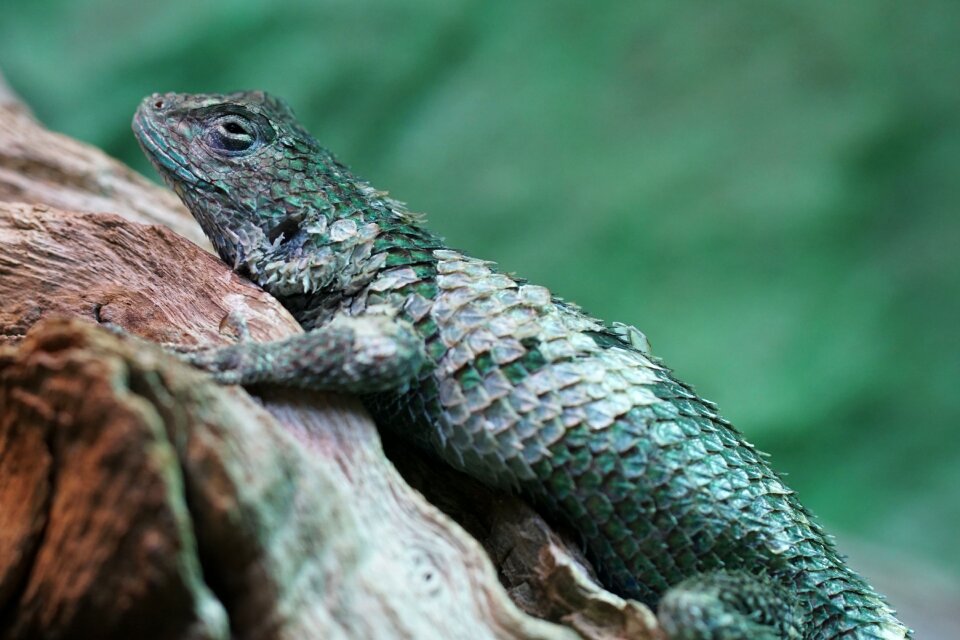 Reptile nature wild nature