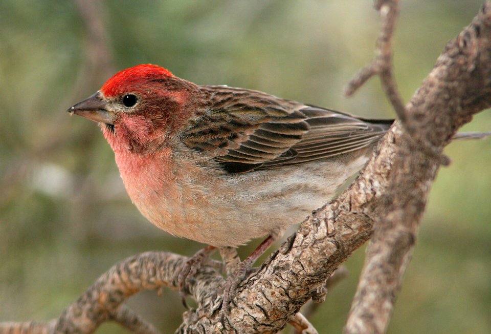 963 - CASSIN'S FINCH (5-3-08) male, torrey, wayne co, ut (4)