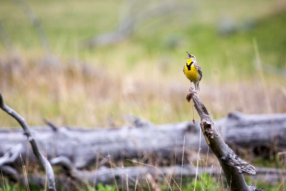 Western meadowlark, Lamar Valley