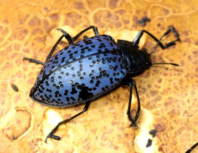 BEETLE, PLEASING FUNGUS (Gibbifer californicus) (7-21-12) lower humboldt cyn, patagonia mts, scc, az -02b