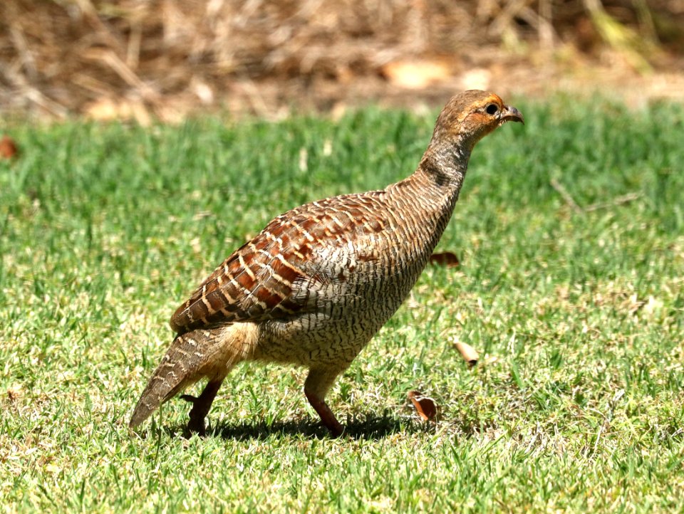 GRAY FRANCOLIN (9-3-2017) waikui area, hawai'i co. hawaii -01