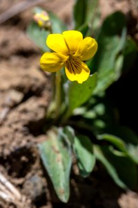 Canary Violet - Viola praemorsa