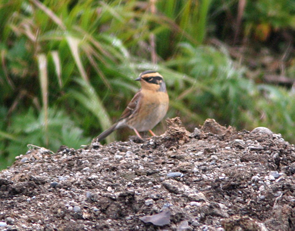 ACCENTOR, SIBERIAN (9-15-08) Gambell, Ak -02