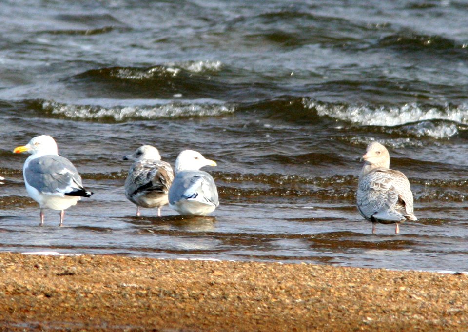 GULL, THAYER--ish type (9-19-08) culvert area, troutman lake, gambell, ak -01