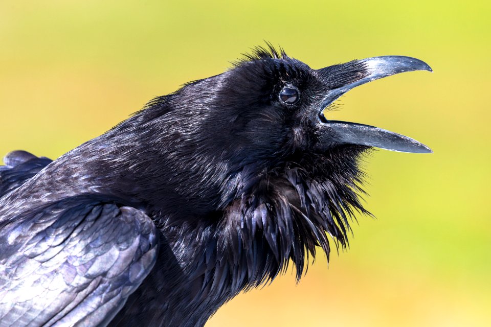 Raven (Corvus corax) calling along the Firehole River