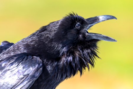 Raven (Corvus corax) calling along the Firehole River photo