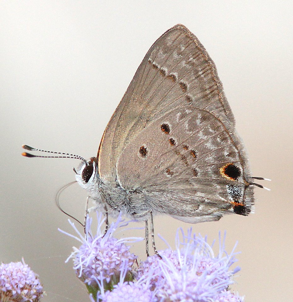 SCRUB-HAIRSTREAK, MALLOW (Strymon istapa) (11-6-13) the butterfly center, mission, tx -02